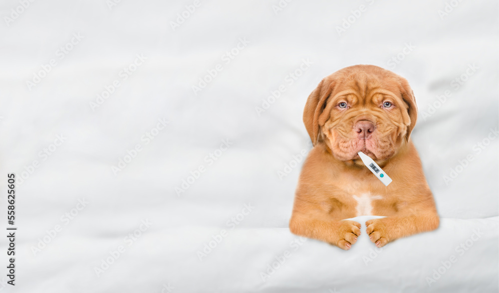 Poster unhappy sick mastiff puppy lying on a bed at home with a thermometer in it mouth. top down view. emp