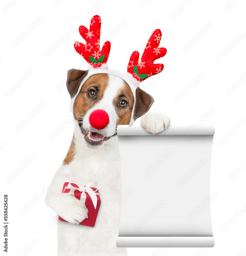 Poster jack russell terrier puppy dressed like santa claus reindeer rudolf holding gift box and showing emp