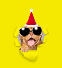 Happy puppy wearing sunglasses and red santa hat looking through a hole in white paper