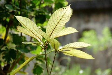 A tropical Kratom tree growing in a garden with day ligt and green nature background 