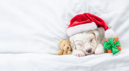 Cute Bichon Frise puppy wearing red santa hat sleeps with toy bear and gift box under white blanket at home. Top down view. Empty space for text