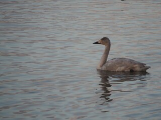 白鳥　幼鳥