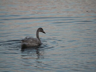 白鳥　幼鳥