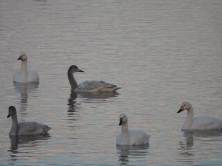 白鳥　幼鳥のいる群れ