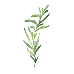 Watercolor illustration of rosemary herbal plant