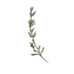 Watercolor illustration of thyme herbal plant