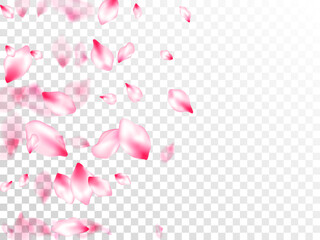 Pink cherry blossom petals isolated