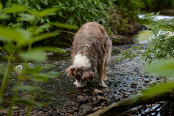 Spaziergang am Bach, schöner Hütehund am sommerlichen Bachufer mit Farnen