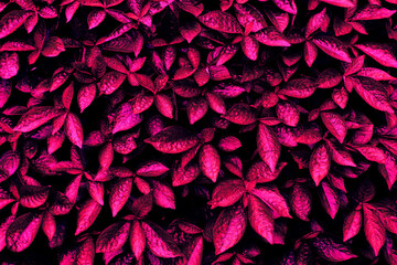 leaf texture background, neon glow color toned