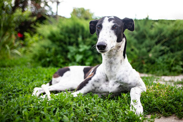 A greyhound lies on the green grass in a flowering garden. Side view, close-up.
