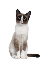 Adorable young Snowshoe cat kitten, sitting up front view. Looking towards camera with the typical...