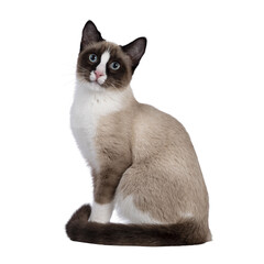Adorable young Snowshoe cat kitten, sitting up side ways showing color pattern. Looking towards...