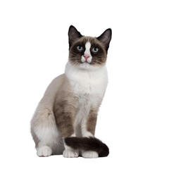 Adorable young Snowshoe cat kitten, sitting up front view. Tail around paws. Looking towards camera...