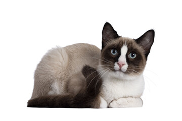 Adorable young Snowshoe cat kitten, laying down side ways. Looking towards camera with the typical blue eyes. Isolated cutout on a transparent background.