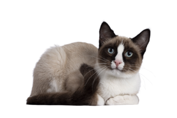 Adorable young Snowshoe cat kitten, laying down side ways. Looking towards camera with the typical blue eyes. Isolated cutout on a transparent background.
