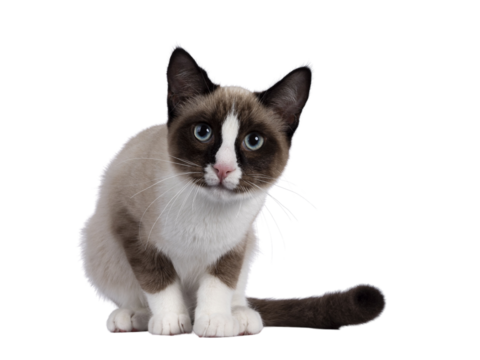 Adorable young Snowshoe cat kitten, sitting front view. Looking curious towards camera with the typical blue eyes. Isolated cutout on a transparent background.