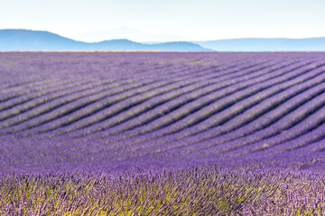 Fototapeta na wymiar Scenic view of lavender field in Provence in day light