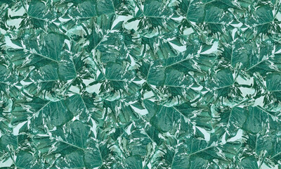 colorful  tropical caladium  green and white  leaves  pattern background