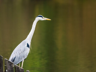 blue heron on a lake