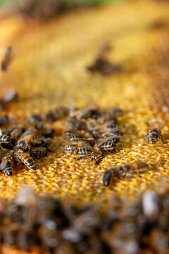 Apiculture - Abeille mellif&egrave;re l&eacute;chant du miel dans les alv&eacute;oles en cire d'un cadre de  ruche