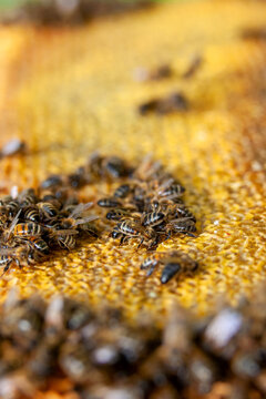 Apiculture - Abeille mellif&egrave;re l&eacute;chant du miel dans les alv&eacute;oles en cire d'un cadre de  ruche