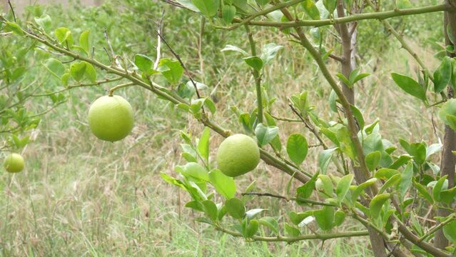 Lime tree with fruits closeup
