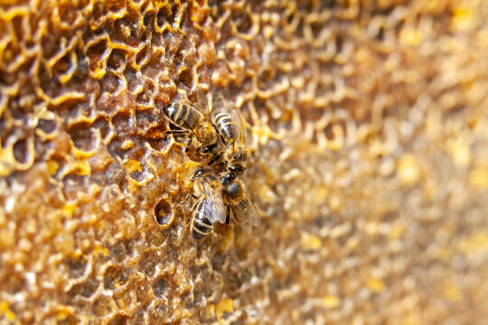 Apiculture - Abeille mellif&egrave;re l&eacute;chant du miel dans les alv&eacute;oles en cire d'un cadre de  ruche