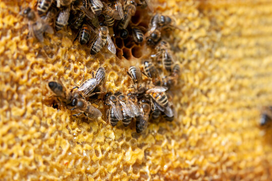 Apiculture - Abeille mellif&egrave;re l&eacute;chant du miel dans les alv&eacute;oles en cire d'un cadre de  ruche