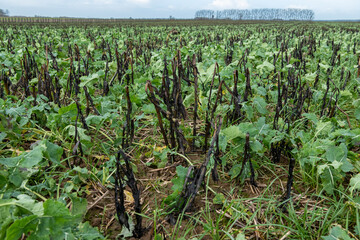 Champ de colza avec CIPAN de féverolle en tain de geler. (cultures intermédiaires pièges à...