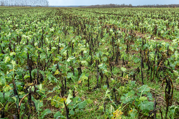 Champ de colza avec CIPAN de féverolle en train de geler (cultures intermédiaires pièges à...