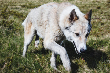 Hiking in the Carpathian Mountains. A dog is like a wolf in the mountains. Salty day. Summer.