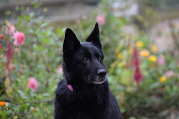 Deutscher Schäferhund im Portrait