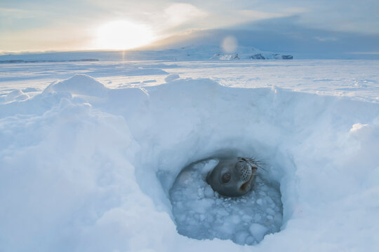 A weddell seal used a breathing hole in the Ross Sea, Antarctica.