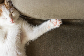 Cute white kitten with ginger head lying on the back and sleeping on a couch. Young cat take a nap in interesting pose.