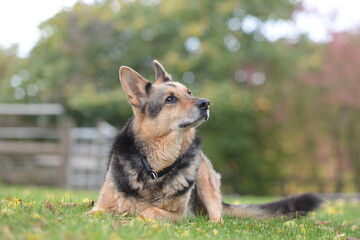 Deutscher Schäferhund im Portrait