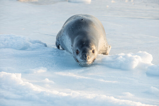 A leopard seal on the surface of the ice near Cape Evans, Antarctica.