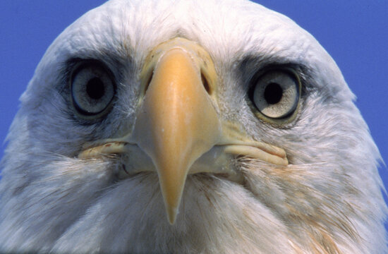 Close-up of a blad eagle's face, emphasizing its eyes.