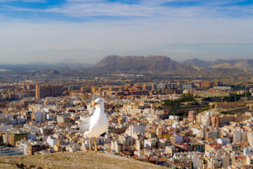 Fototapeta na wymiar seagull sits on the background of Alicante