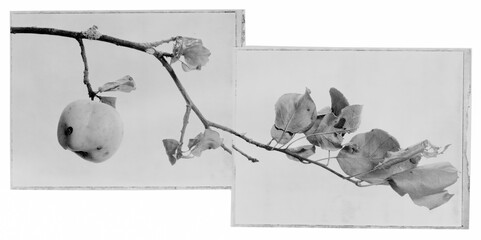 Apple Branch Diptych