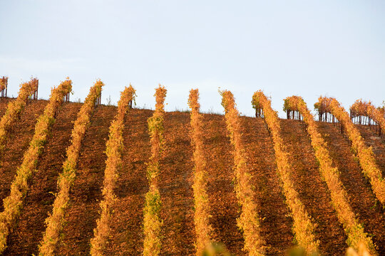 Harvest at Denner Vineyards in Paso Robles, California