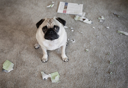 Bad Dog Pug