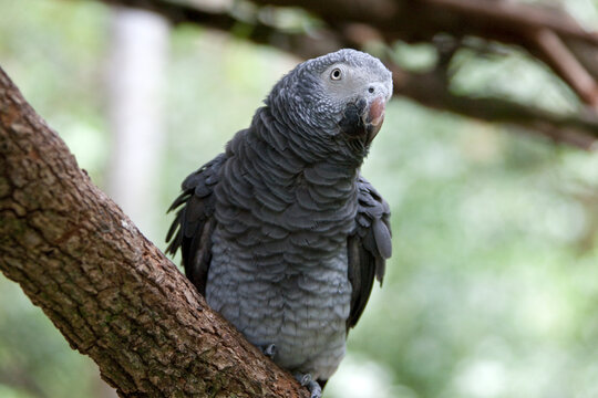African Grey Parrot (Psittacus erithacus) perching on branch, South Africa