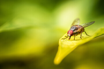 Close up a Fly on green leaf and nature blurred background, Common housefly, Colorful insect, Selective focus.