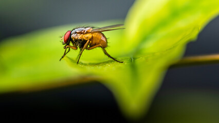 Close up a Fly on green leaf and nature blurred background, Common housefly, Colorful insect, Selective focus.