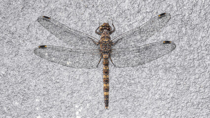 A dragonfly perched on cement wall, Insect texture macro photo, Selective focus, insect macro, insect in Thailand.