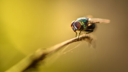 Close up a Fly perched on a tree branch, dry wood with isolated background, Common housefly, Colorful insect, Selective focus.