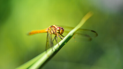 A dragonfly perched on green leaf and nature background, Selective focus, insect macro, Colorful insect in Thailand.