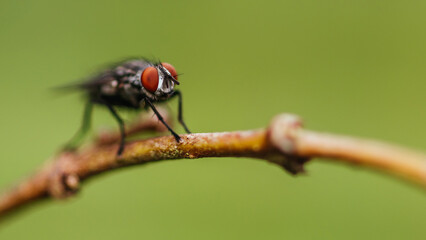 Close up a Fly perched on a tree branch, dry wood with isolated background, Common housefly, Colorful insect, Selective focus.