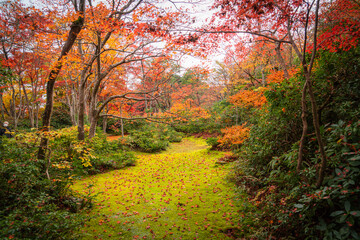 autumn season in japan