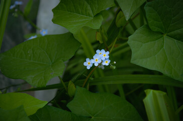 small blue forget-me-not flowers among the leaves